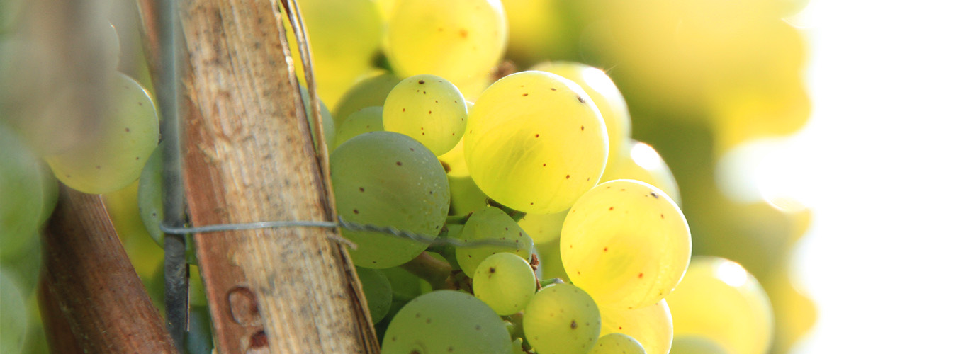 Aktuelles Header6