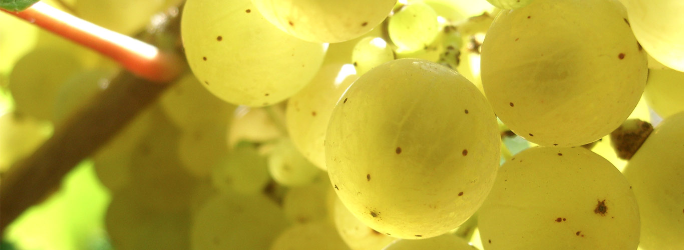 Wein Sekt 1 Header 02